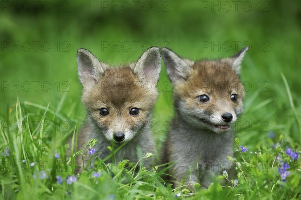 Red Fox (vulpes vulpes), Pup in Long Grass, Normandy