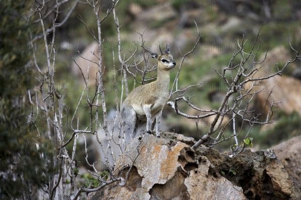Cliff springer (oreotragus oreotragus), adult on rocks, Hell's Gate Park in Kenya