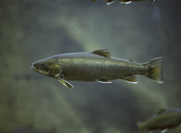 Arctic char (salvelinus alpinus), Arctic char, Red trout, Arctic char, Arctic char, Red trout,