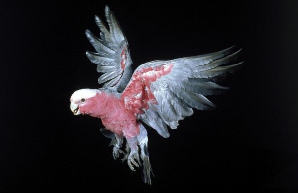 Galah (eolophus roseicapilla), adult in flight against black background