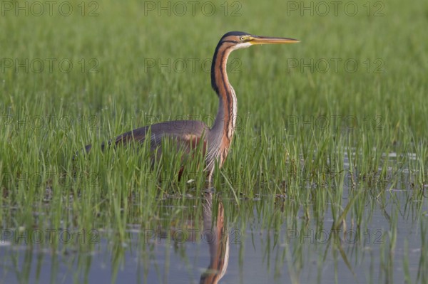 Purple heron (Ardea purpurea), Heron, Greece, Europe