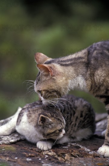 American Wirehaired Domestic Cat, Mother and Kittens