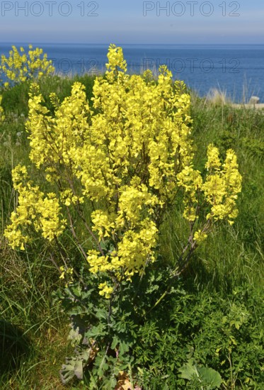 Helgoland cliff cabbage (Brassica oleracea), native Helgoland plant, Schleswig-Holstein, Germany,