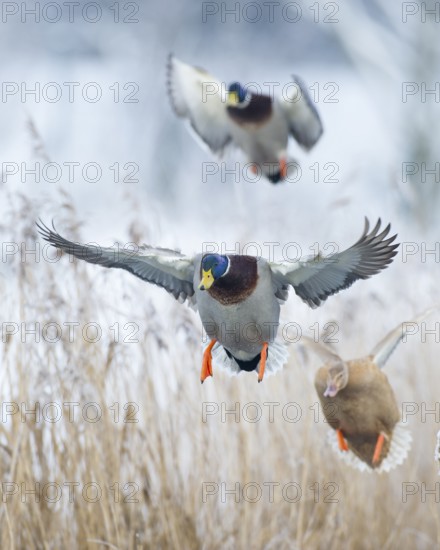 Mallard (Anas platyrhynchos) drake, Lower Saxony, Germany, Europe