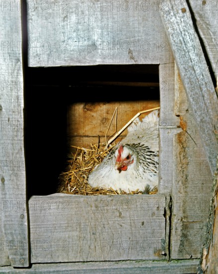 DOMESTIC CHICKEN, NESTING AID FOR CHICKENS