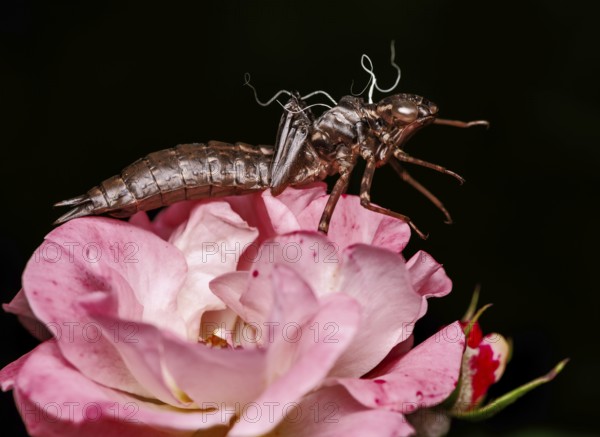 Empty skin of a dragonfly larva on a pink rose