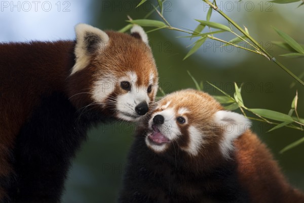 Red Panda (ailurus fulgens), Adults