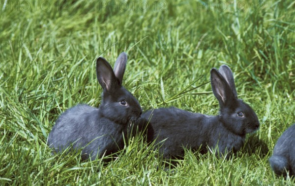 Viennese Blue House Rabbit, on Grass