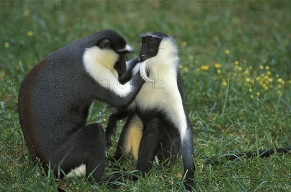 Diana monkey (cercopithecus diana), adult grooming