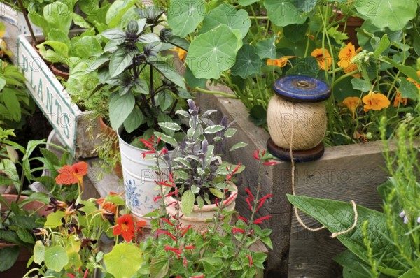 Garden with herbs