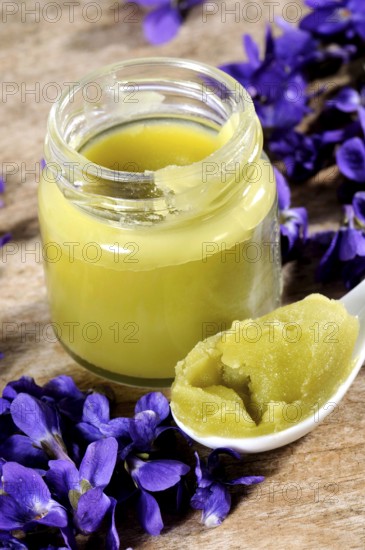 Wood violet (Viola odorata), sweet violet, fragrant violet, violet ointment