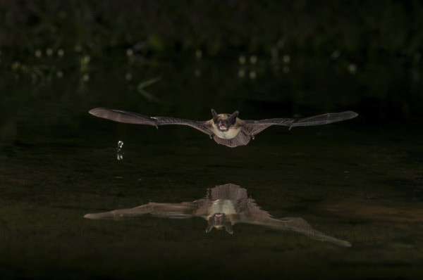 Big Brown Bat (Eptesicus fuscus), Green Valley, Arizona, USA, native to N America, C America,