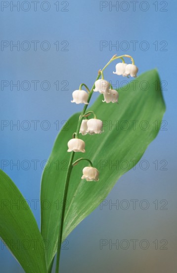 Lily of the valley (Convallaria majalis)