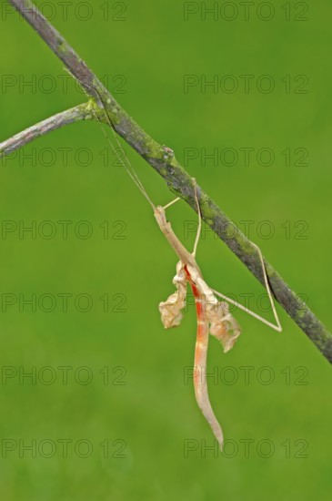 Pink-winged Stick Insect with moulted skin (Sipyloidea sipylus)