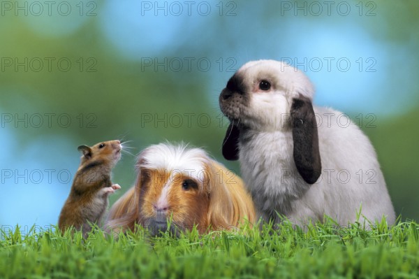 Golden hamsters, Coronet guinea pigs and dwarf ram rabbits, domestic rabbits