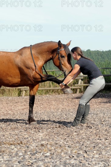 Equine physiotherapy, stretching