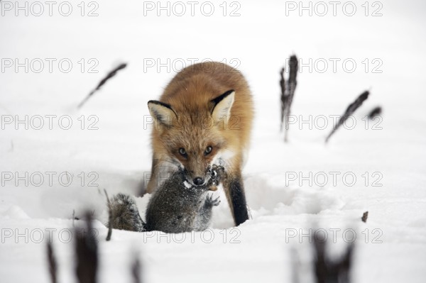 American red fox (Vulpes vulpes fulva) with captured grey squirrel, Montreal, American red fox,