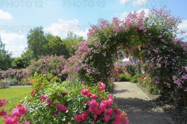 Oberderdingen, Rose Garden, Rose Arch