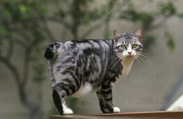 Japanese Bobtail Domestic Cat, adult