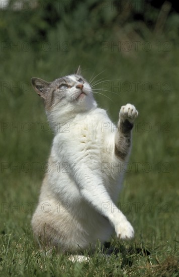 European domestic cat, adult with raised paws