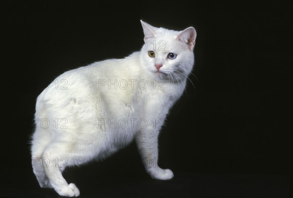 Manx domestic cat, a cat breed withoug tail, adult against black background