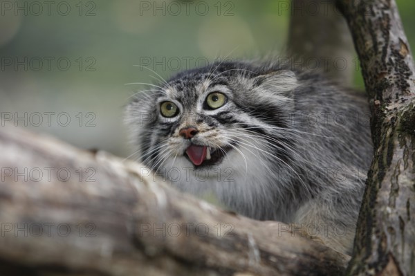 MANUL OR PALLAS'S CAT (otocolobus manul), ADULTY GROWLING