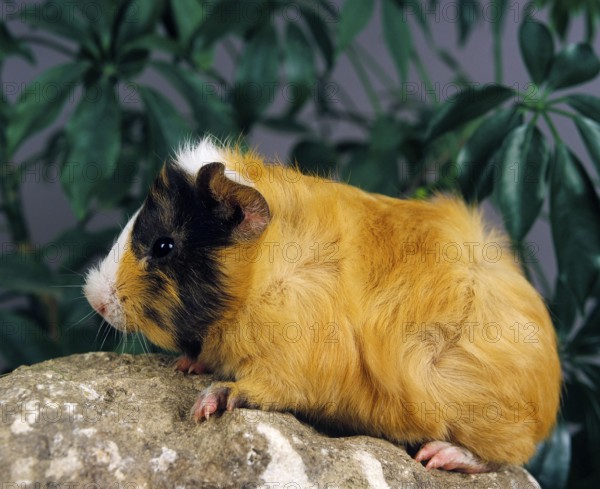 Guinea Pig (cavia porcellus), Adult
