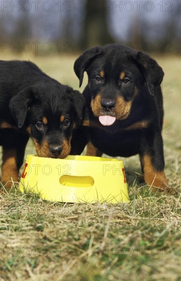 ROTTWEILER DOG, PUPPIES EATING, ONE STICKING TONGUE OUT