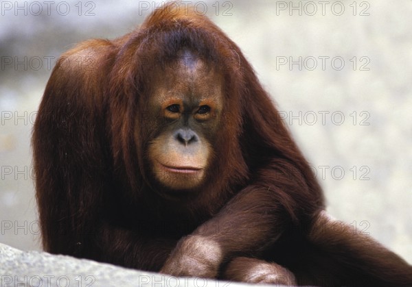 ORANG UTAN (pongo pygmaeus), FEMALE IN A ZOO