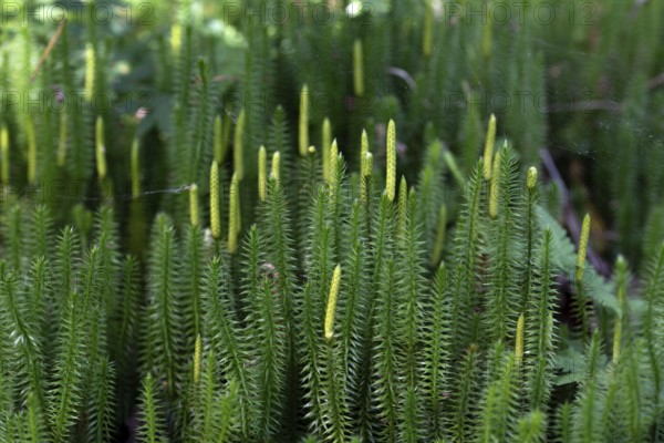 Sprouting club moss (Spinulum annotinum), large stand with formed shoots, Wurzacher Ried nature