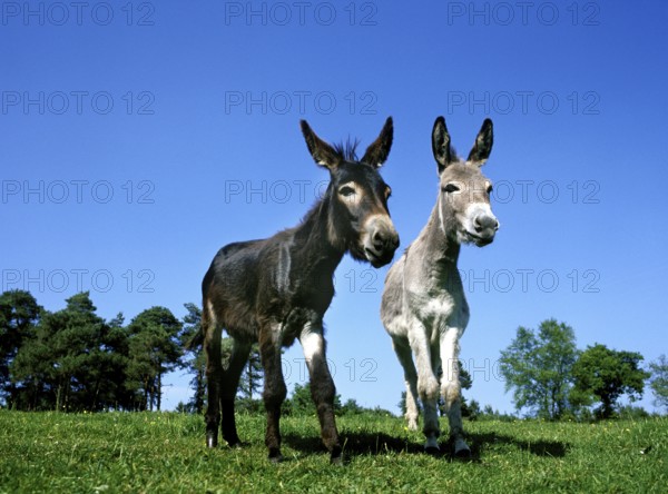 Domestic Donkey and Grey Donkey