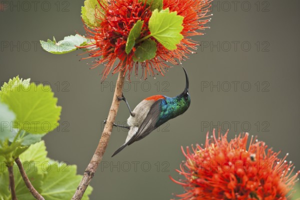 Greater Doublecollared Sunbird, male, at Natal Bottlebrush (Greyia sutherlandii), Hidden Vsalley,