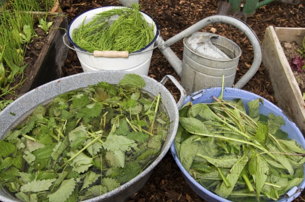 Herbal swill with stinging nettle and field horsetail (Equisetum arvense) (Urtica dioica), field