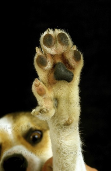 Norvegian Lundehung Spitz, close-up of the paw