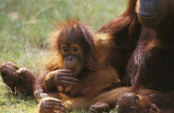 Orang Utan (pongo pygmaeus), Mother with Young