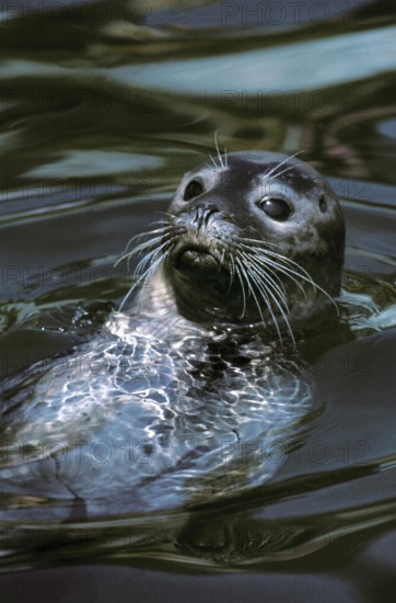 Harbour Seal (phoca vitulina), Adult with Head at Surface