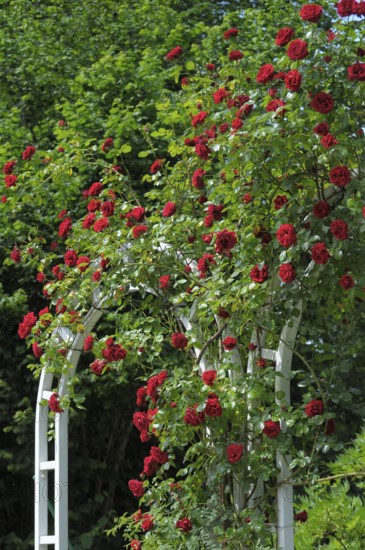 Flowering Baroque in Ludwigsburg, red climbing roses, rose arch, rose garden in Oberderdingen