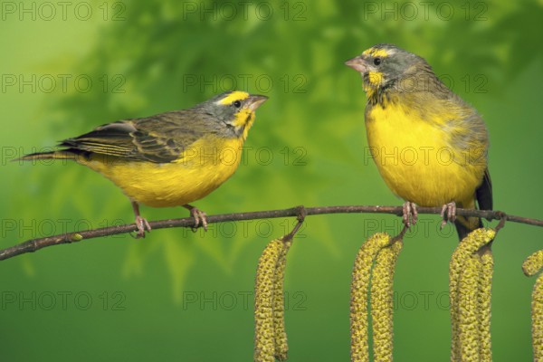 Yellow-bellied Canary, pair (Ochrospiza mozambica), Mozambique Canary (pet) (bird) (birds)