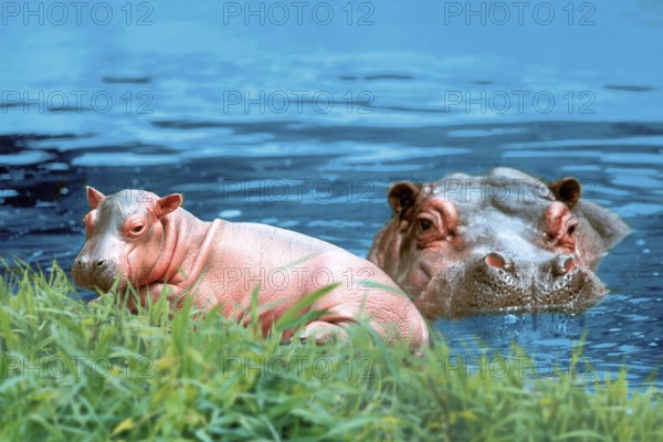 Hippopotamus (Hippopotamus amphibius) with young, Flusspferd mit Jungtier /