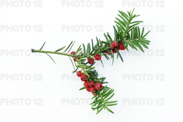 Yew (Taxus baccata), twig with berries, Taxaceae