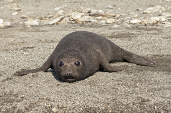Southern elephant seal (Mirounga leonina), juvenile, St Andrews Bay, South Georgia, elephant seal