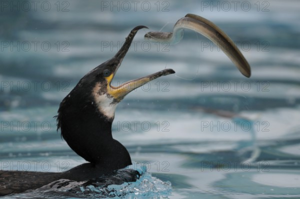 Great cormorant (Phalacrocorax carbo) with captured eel, sideways, throwing, throwing, throwing