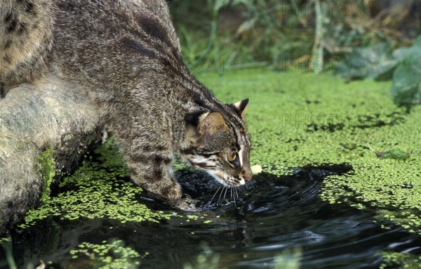 Leopard Cat (prionailurus bengalensis), Adult fishing in Swamp