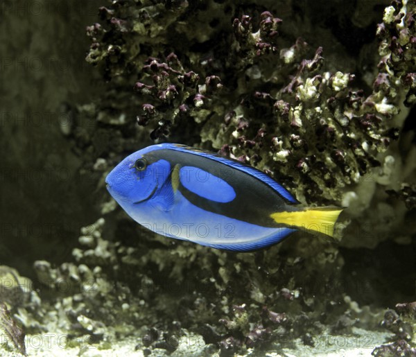 Blue Tang or Regal Tang or Palette Surgeonfish (paracanthurus hepatus)