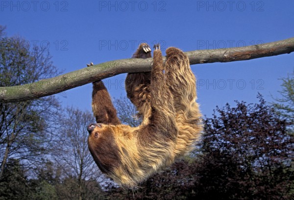 Two Toed Sloth (choloepus didactylus), Adult Hanging from Branch, Moving