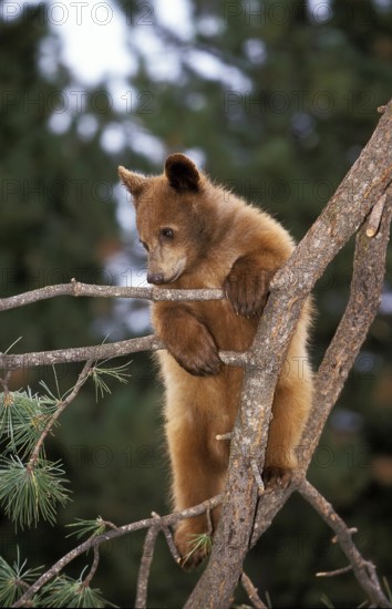 GRIZZLY BEAR (ursus arctos horribilis), CUB PLAYING IN TREE, ALASKA