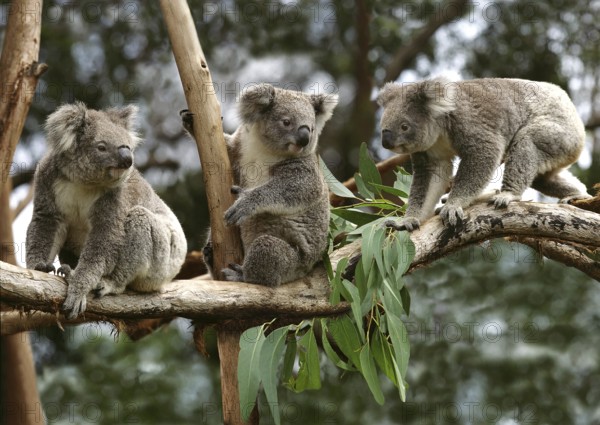 Koala (phascolarctos cinereus), Group sitting on Branch, Australia, Oceania