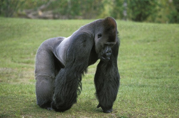 Eastern Lowland Gorilla (gorilla gorilla) graueri, Silverback Male