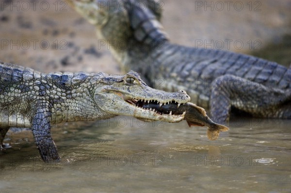 Spectacled Caiman (caiman crocodilus), Catching Fish in River, Los Lianos in Venezuela