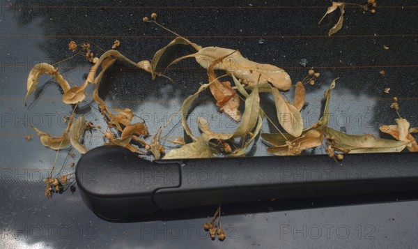 Linden blossoms on the stuck rear window and windscreen wiper of a car